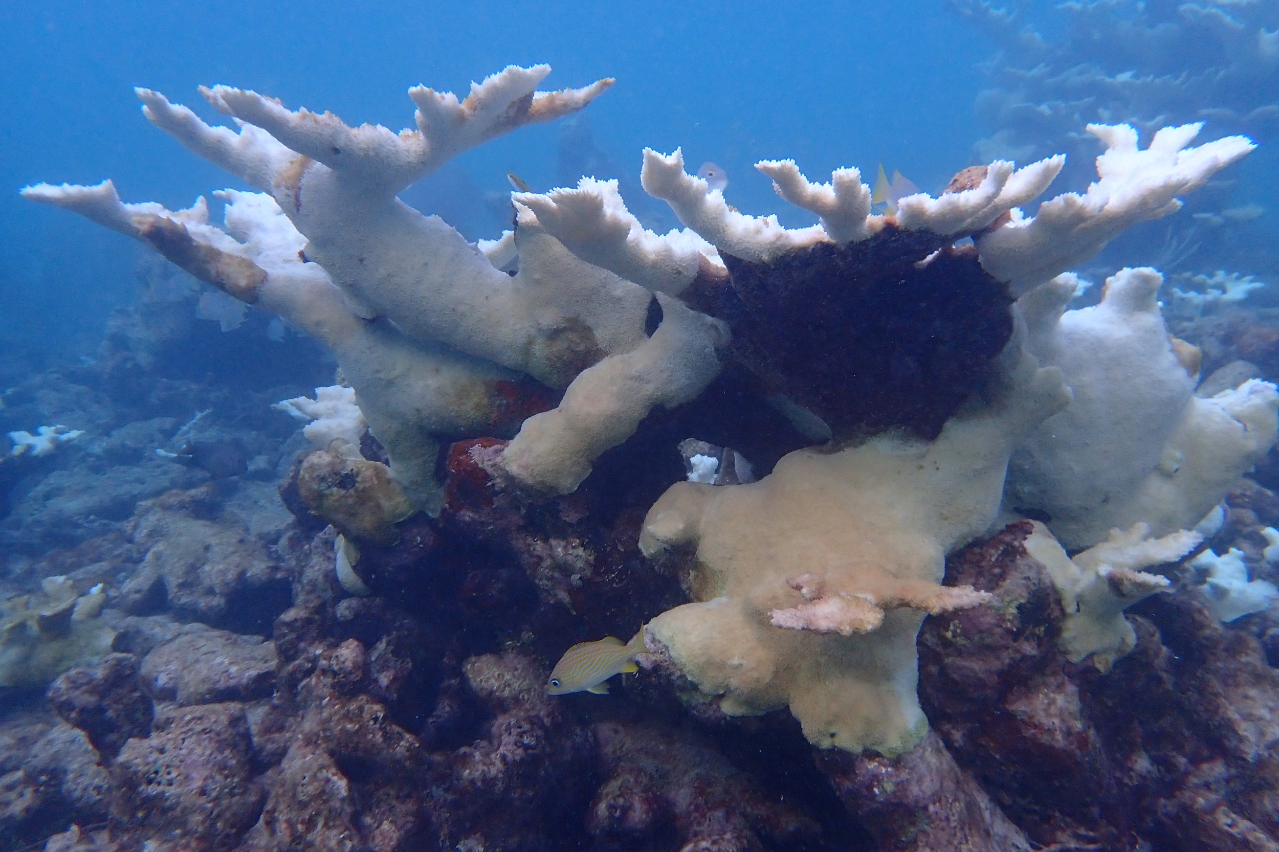 An outcropping of white coral glows in the blue ocean.