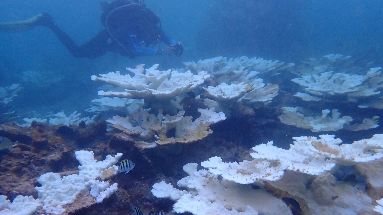 A scuba diver photographs two rows of bright white coral.