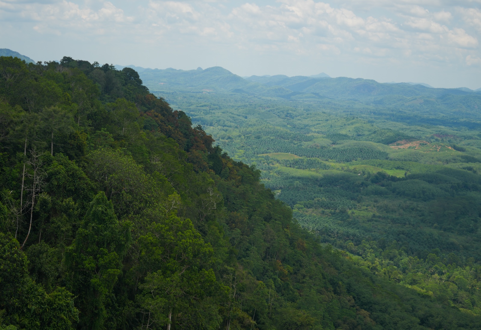 Aerial view of a rainforest in Sri Lanka, with a hillside sloping to the left.