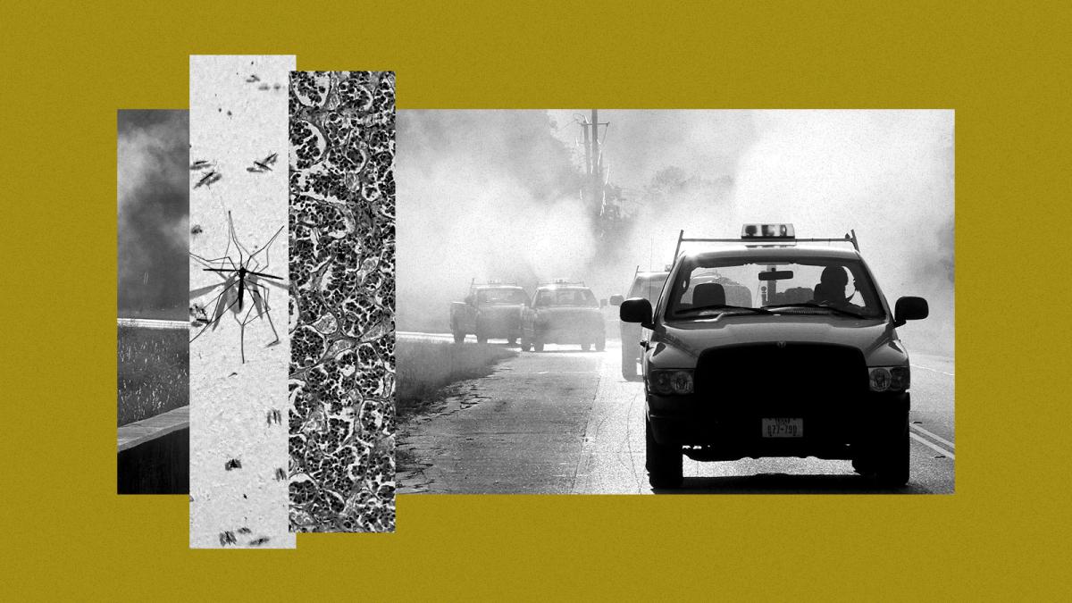 Collage of three images — trucks spraying for mosquitos, micrograph of the pituitary gland, and an adult mosquito