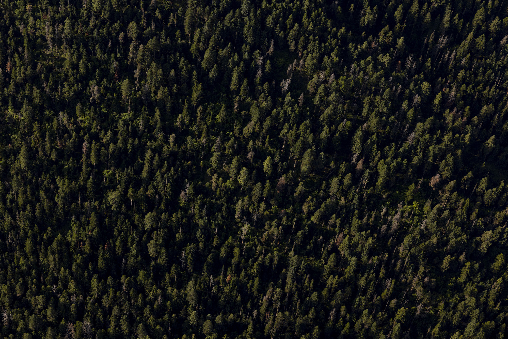 An aerial view of a dense forest