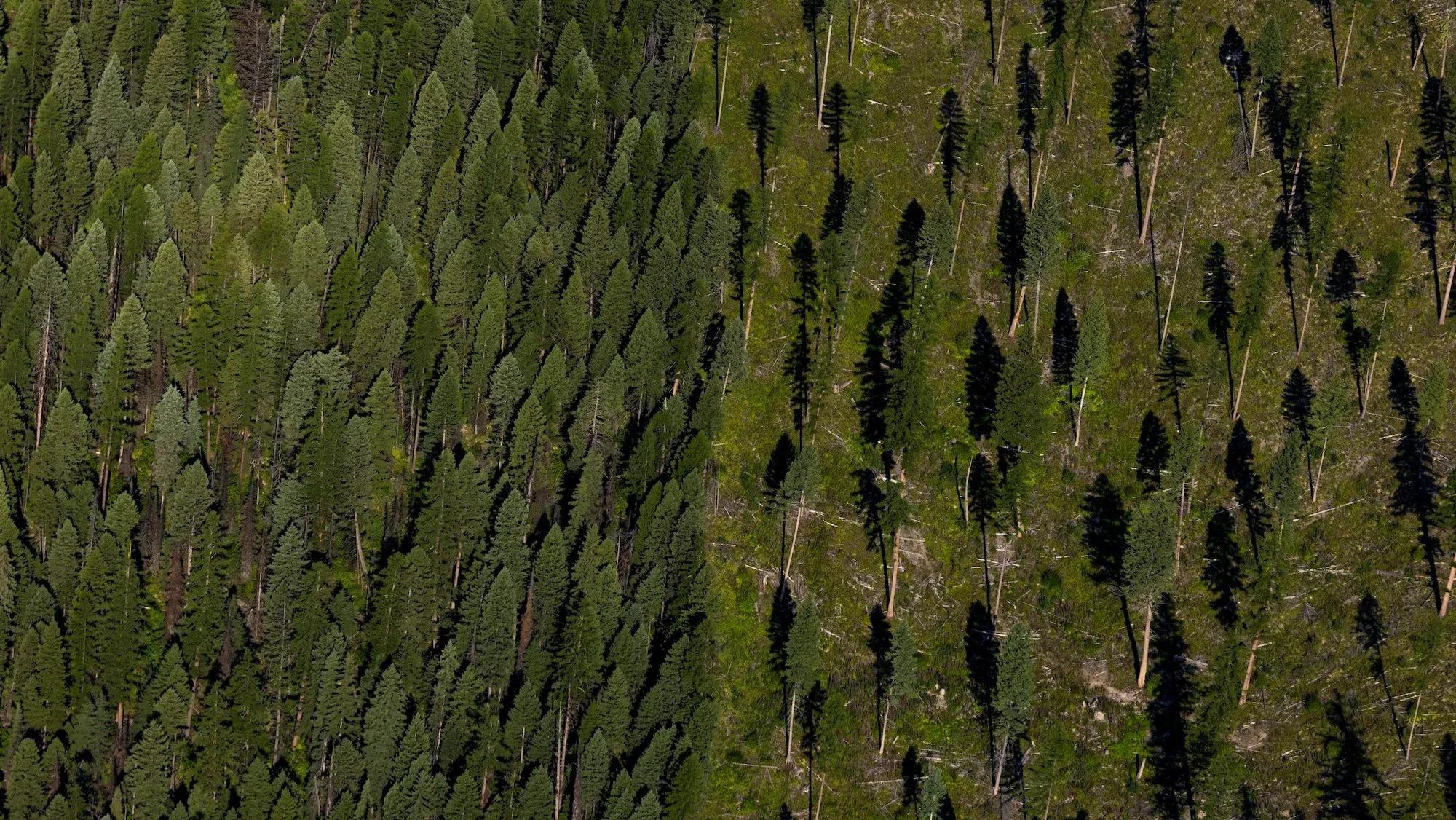 An aerial view of a cut-down and a lush section of forest, starkly shown side by side