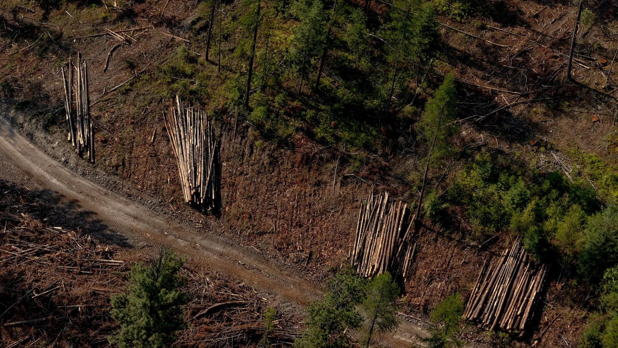 bundles of timber lie on the ground in aerial view