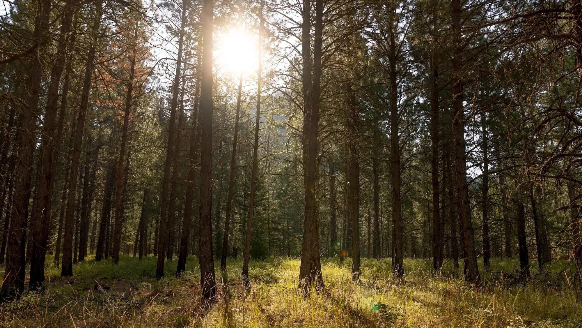 sunlight shines through trees and leaves in a forest