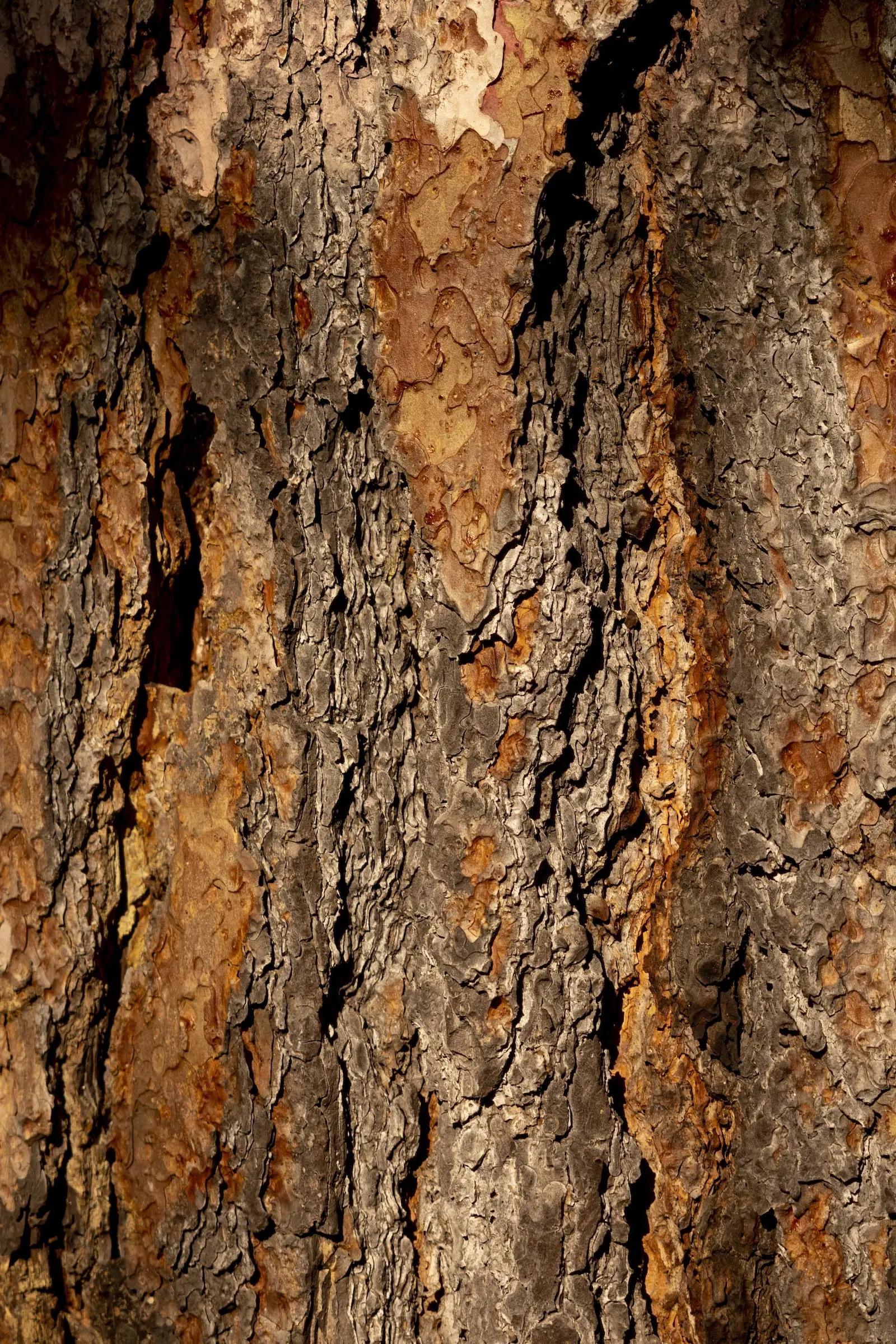 a close up of redwood bark