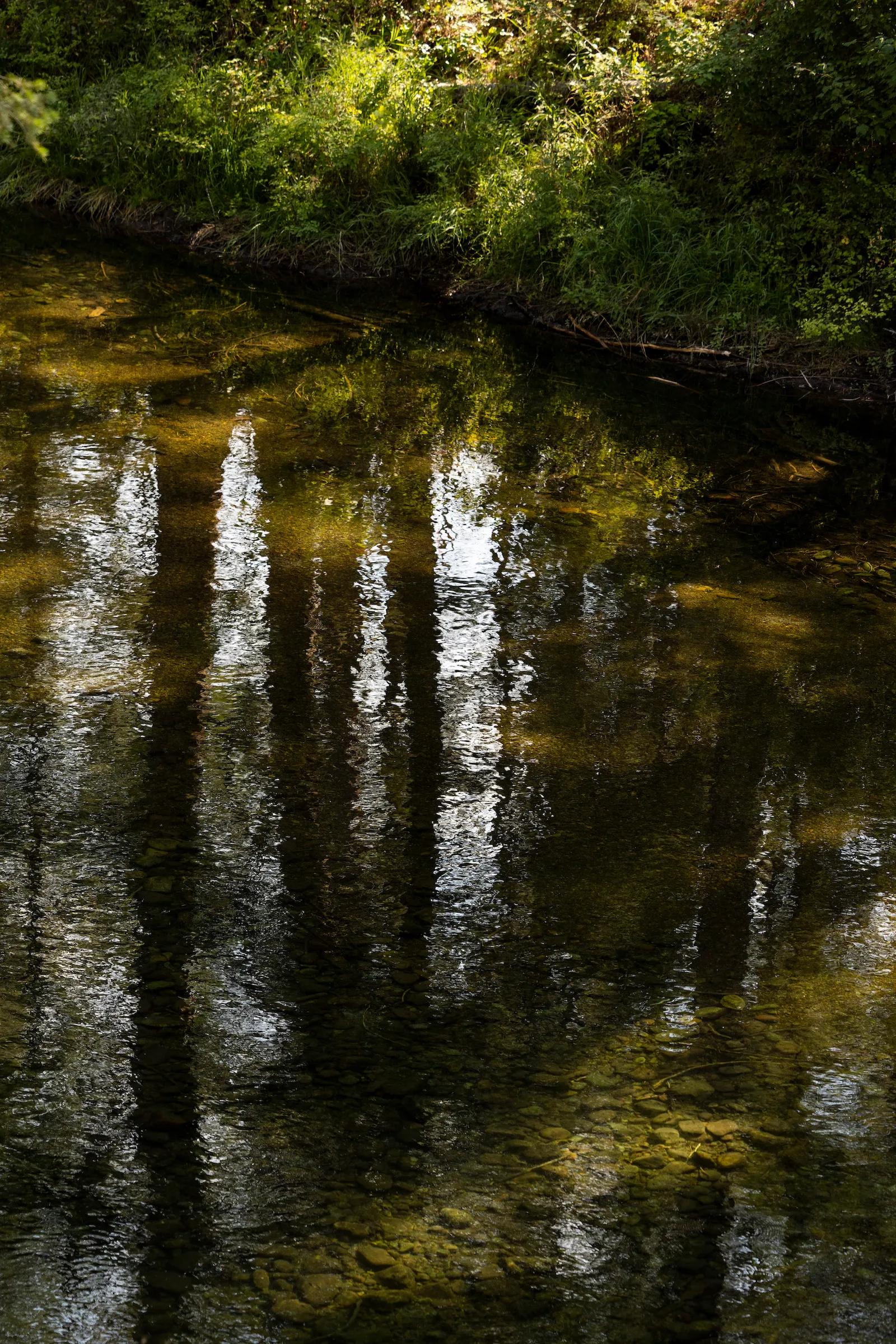 trees reflected in a pool of water in a forest