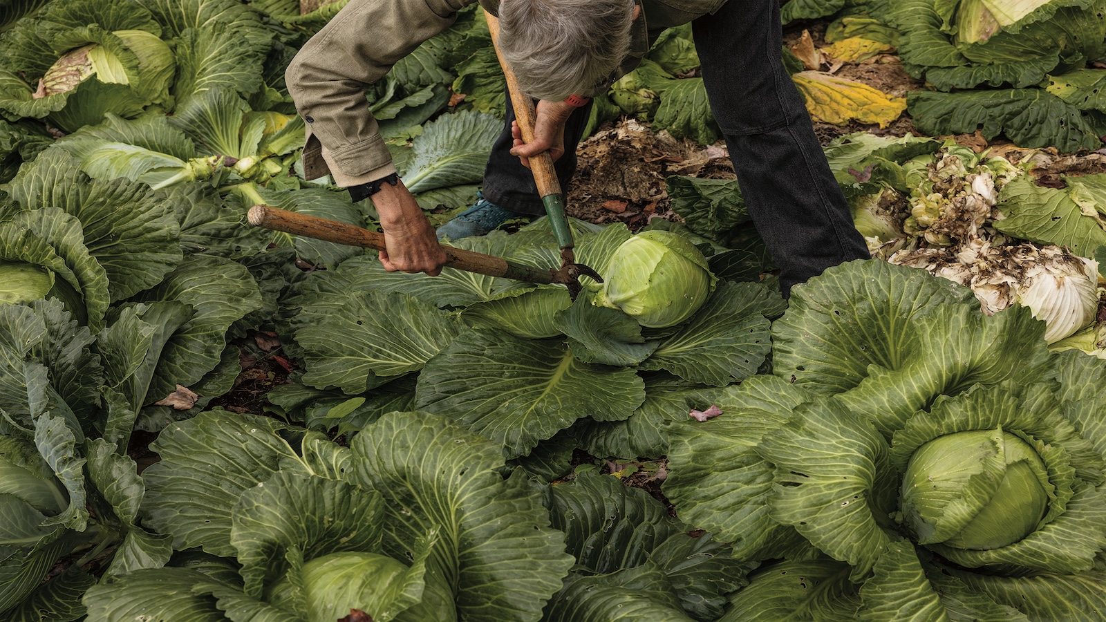 A woman harvests produce in a field.