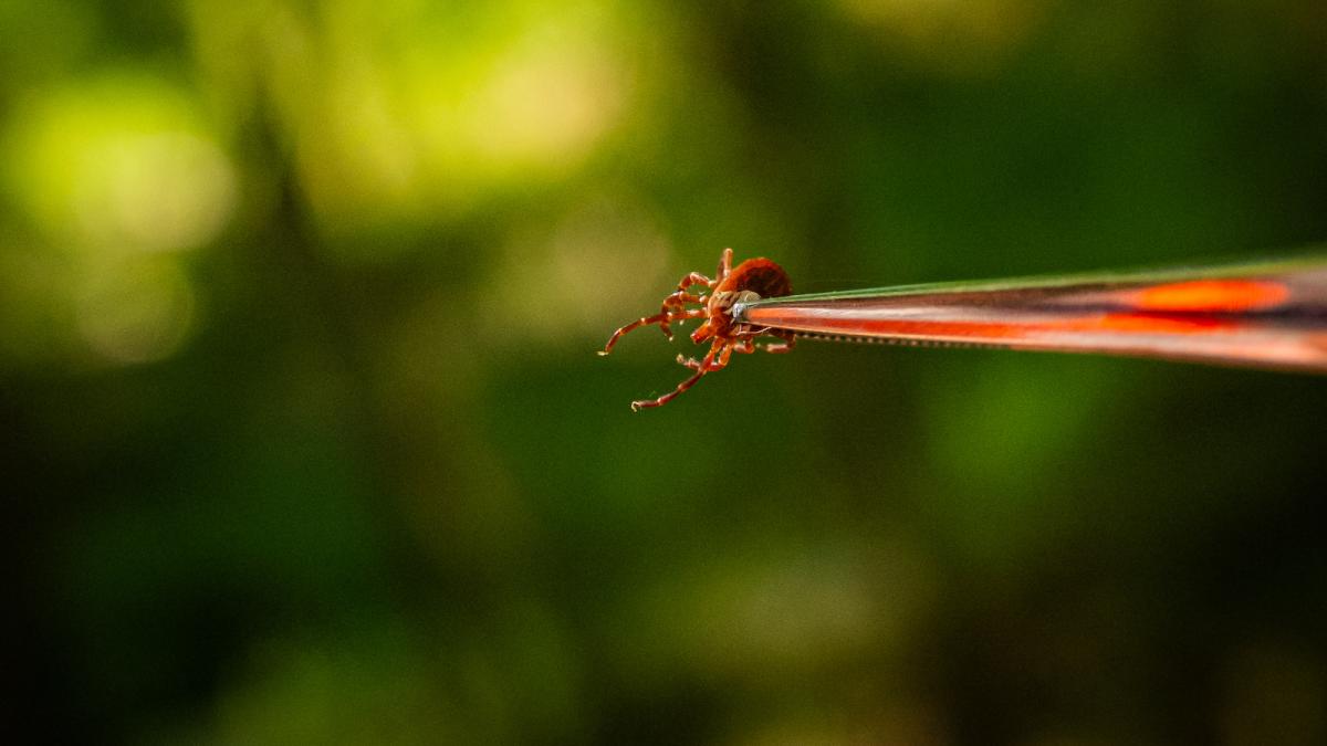 Tweezers holding a red insect with long front legs.