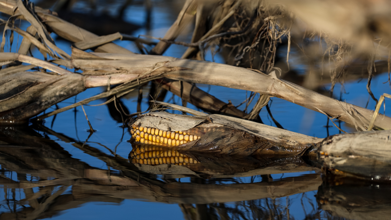 Photo of a corn cob floating in water with decaying plant matter