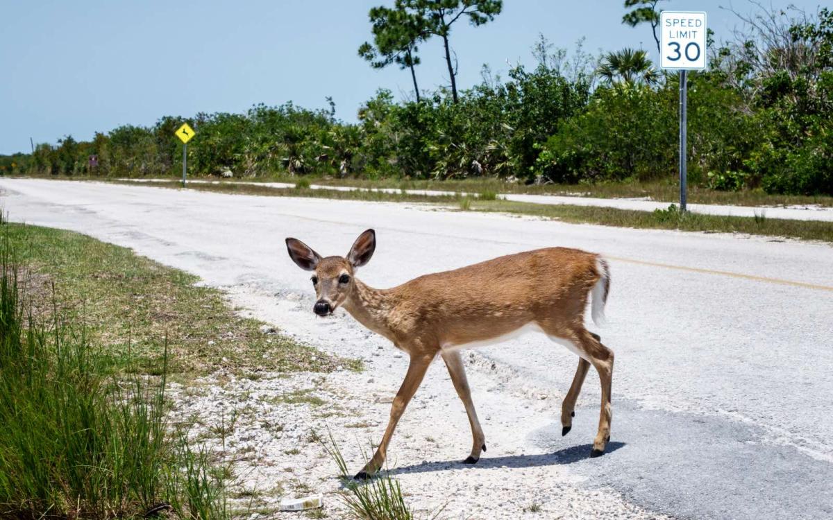 A small doe crosses a sandy road with tropical vegetation on either side