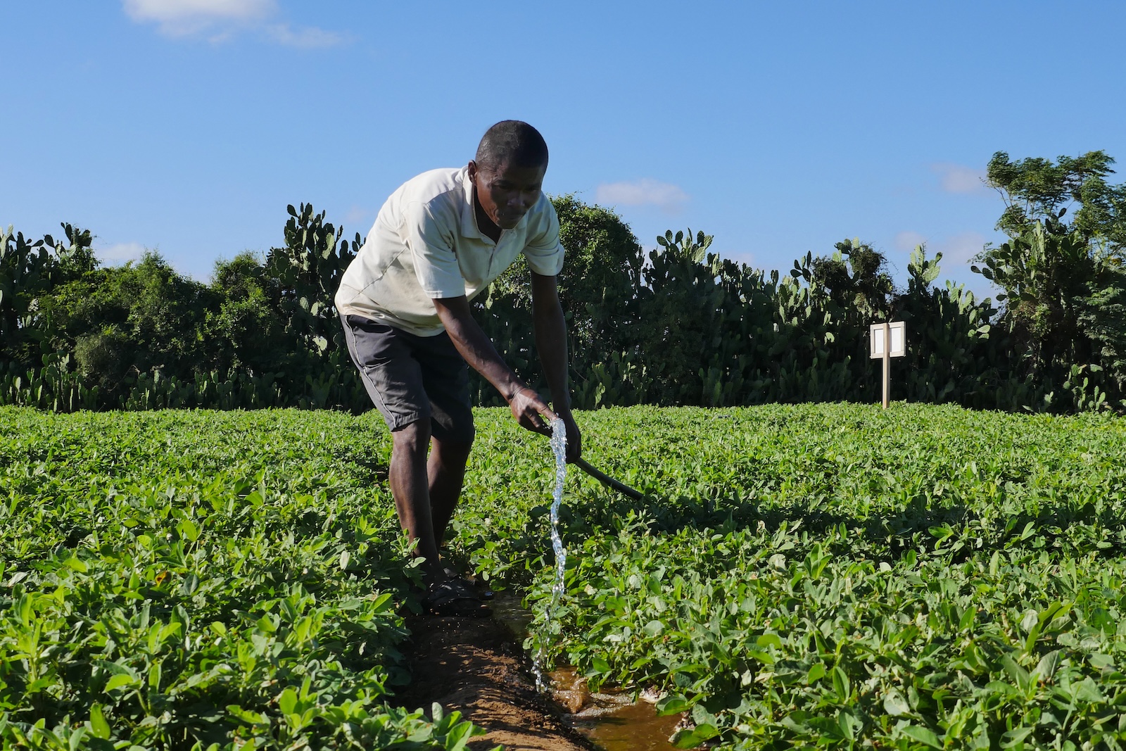 A farmer wearing a beige polo shirt and grey shorts bend overs as he waters crops with a hose