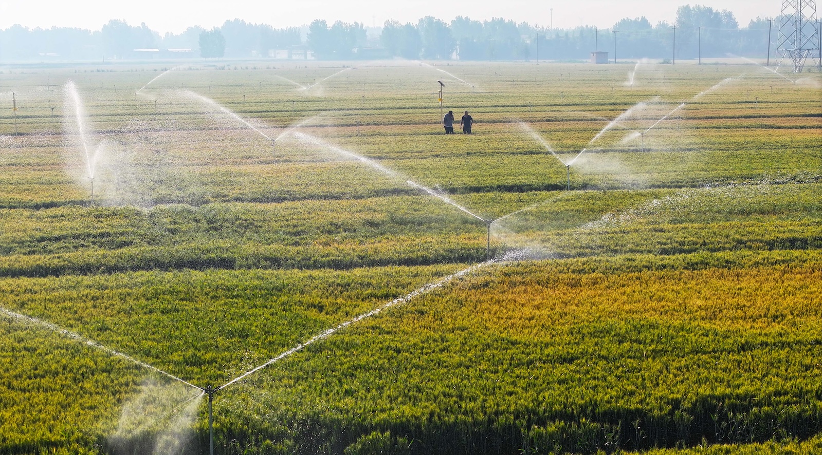 A shot of various sprinklers watering wheat fields in China, with two men seen standing in the distance